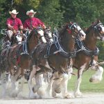 Paisley 2022_0537_NoNoiseAI16